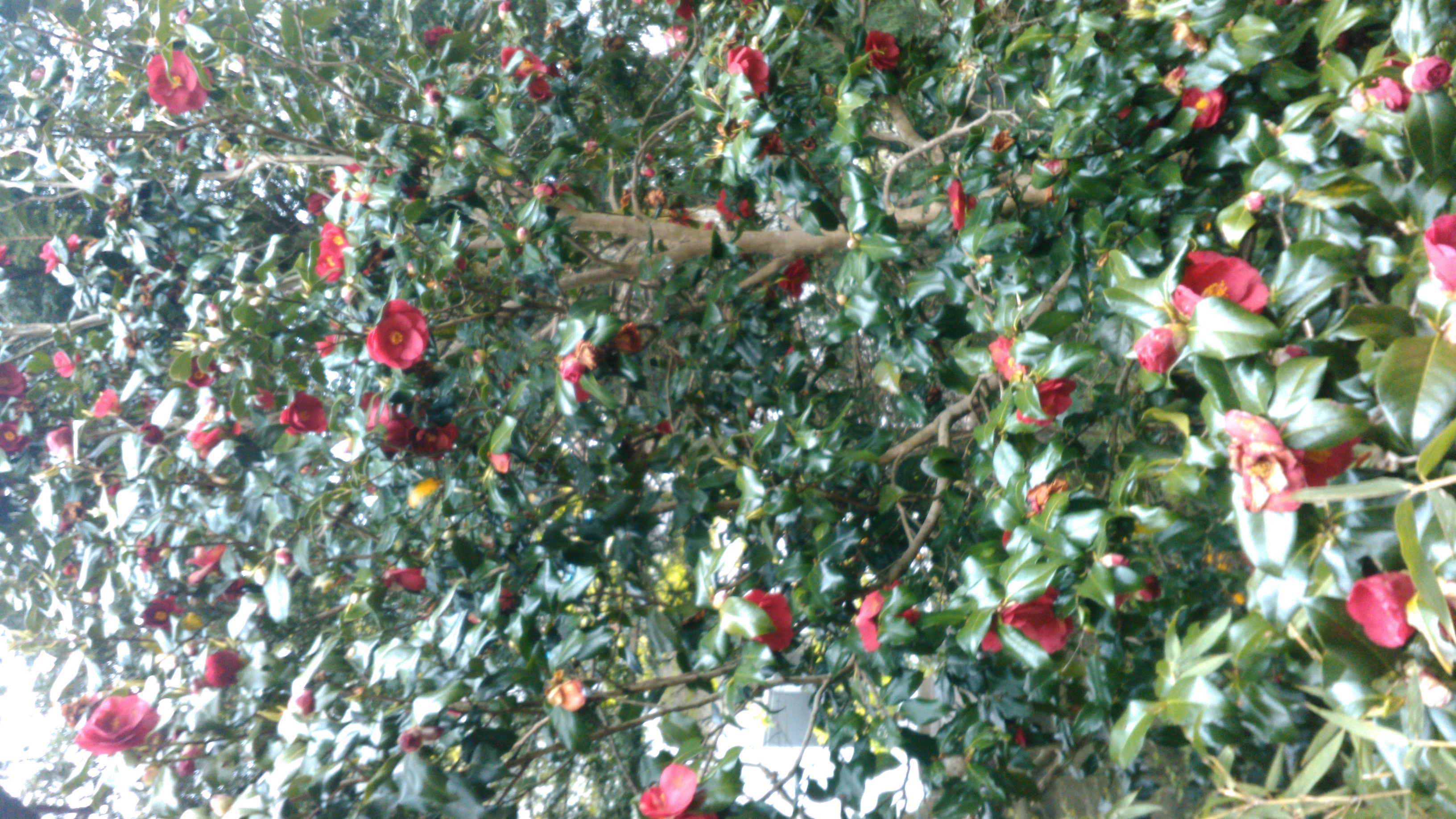 花1""